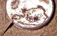 1-Nest Petri L.ac. orig.jpg (428.53 KiB) 77889-mal betrachtet 1-Nest Petri L.ac. orig.jpg