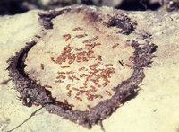 3-Chinmau 5 TunifNestkl.jpg (337.24 KiB) 77598-mal betrachtet 3-Chinmau 5 TunifNestkl.jpg