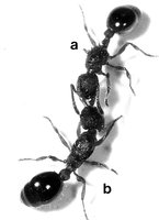 5-img968c-L.-goe.jpg (131.52 KiB) 102376-mal betrachtet 5-img968c-L.-goe.jpg