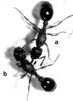 6-img968b-L.goe.jpg (155 KiB) 101623-mal betrachtet 6-img968b-L.goe.jpg