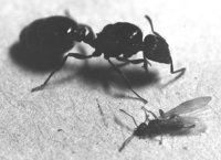 Teleuto 2 +TetrW-600 wiki.jpg (81.34 KiB) 1654925-mal betrachtet Teleuto 2 +TetrW-600 wiki.jpg