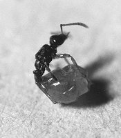 Teleutomyrmex-queen.jpg (35.3 KiB) 1654925-mal betrachtet Teleutomyrmex-queen.jpg