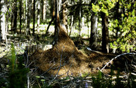 1-Formica-989.jpg (846.14 KiB) 84907-mal betrachtet 1-Formica-989.jpg