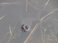 Grasfrosch im Wasser.JPG