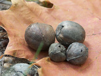 Bewohnte-Nüsse.jpg (137.73 KiB) 35564-mal betrachtet Bewohnte-Nüsse.jpg