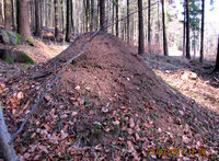 1-Formica-Nest_7353.jpg (690.76 KiB) 90671-mal betrachtet 1-Formica-Nest_7353.jpg