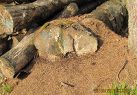 2-F.pol.Holzstapel_7355.jpg (804.83 KiB) 90671-mal betrachtet 2-F.pol.Holzstapel_7355.jpg