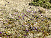 5-Pulsatilla_7384.jpg (896.09 KiB) 91789-mal betrachtet 5-Pulsatilla_7384.jpg