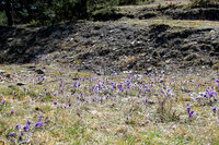 6-Pulsatilla_7385.jpg (629.25 KiB) 91789-mal betrachtet 6-Pulsatilla_7385.jpg