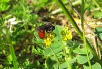 Sphecodes cf albilabris.JPG