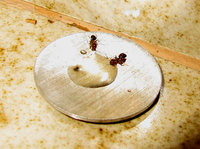 3-Am-am-Honig-517kl.jpg (589.5 KiB) 169870-mal betrachtet 3-Am-am-Honig-517kl.jpg