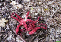 1-Tintenfi-Pilz-681web.jpg (416.14 KiB) 78393-mal betrachtet 1-Tintenfi-Pilz-681web.jpg