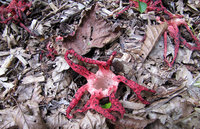 2-TintenfiPilz-683-web.jpg (408.5 KiB) 78393-mal betrachtet 2-TintenfiPilz-683-web.jpg