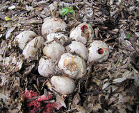 3-TintenfPilz-Hexene-682.jpg (530.51 KiB) 77783-mal betrachtet 3-TintenfPilz-Hexene-682.jpg