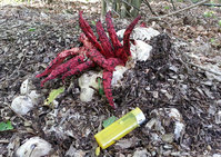 4-TintenfPilz-Kraus-2.jpg (669.4 KiB) 78333-mal betrachtet 4-TintenfPilz-Kraus-2.jpg