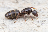 Liometopum-microcephalum-(5)web.jpg
