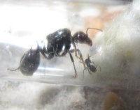 Messor barbarus erste Pygmäe.JPG (759.66 KiB) 89695-mal betrachtet Messor barbarus erste Pygmäe.JPG