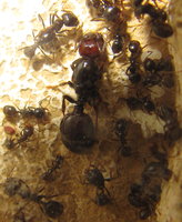 Messor barbarus.JPG (1.55 MiB) 90029-mal betrachtet Messor barbarus.JPG