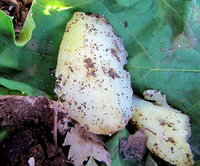 Tetram.-853a.jpg (949.49 KiB) 92618-mal betrachtet Tetram.-853a.jpg