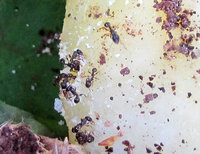 Tetram.-853b.jpg (410.52 KiB) 93271-mal betrachtet Tetram.-853b.jpg