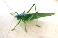 1-Tetti-926.jpg (582.73 KiB) 93410-mal betrachtet 1-Tetti-926.jpg