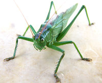 2-Tetti-929.jpg (668.38 KiB) 93410-mal betrachtet 2-Tetti-929.jpg