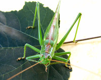 3-Tetti-933.jpg (742.49 KiB) 93410-mal betrachtet 3-Tetti-933.jpg