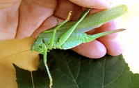 4-Tetti-936.jpg (821.66 KiB) 93751-mal betrachtet 4-Tetti-936.jpg