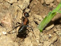 5- Formica_pol__02__Dez_06_F_C__web.jpg
