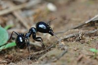 IMG_3195a.jpg (379.25 KiB) 31753-mal betrachtet IMG_3195a.jpg