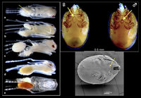 3-Macrodinychus-multispinosus.jpg (425.62 KiB) 122135-mal betrachtet 3-Macrodinychus-multispinosus.jpg