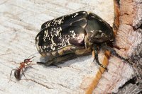 Formica spec. und Protaetia lugubris.JPG (668.06 KiB) 16427-mal betrachtet Formica spec. und Protaetia lugubris.JPG