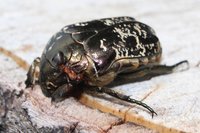 IMG_4831.JPG (261.5 KiB) 16362-mal betrachtet IMG_4831.JPG