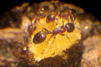 IMG_5551 Temnothorax affinis Intermorphe.JPG