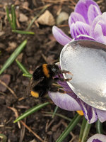 Hummel Ostern.JPG (2.38 MiB) 17586-mal betrachtet Hummel Ostern.JPG