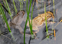 2-Bufo-Paar-386.jpg (731.78 KiB) 96872-mal betrachtet 2-Bufo-Paar-386.jpg