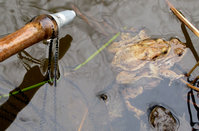 3-Bufo-Laich-388.jpg (607.39 KiB) 96879-mal betrachtet 3-Bufo-Laich-388.jpg