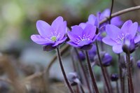 54d.JPG (785.68 KiB) 17525-mal betrachtet 54d.JPG