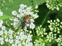 1-IMG_0502a.jpg (202.63 KiB) 108490-mal betrachtet 1-IMG_0502a.jpg