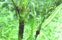 3-IMG_0509c.jpg (556.72 KiB) 108961-mal betrachtet 3-IMG_0509c.jpg