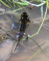 5-IMG_0512b.jpg (500.85 KiB) 109578-mal betrachtet 5-IMG_0512b.jpg