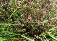 9-IMG_0499b.jpg (920.58 KiB) 108152-mal betrachtet 9-IMG_0499b.jpg