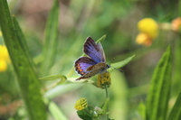 Plebejus cf argyrognomon Weibchen.JPG