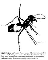 3-C.saundersi Arb.jpg (207.72 KiB) 33056-mal betrachtet 3-C.saundersi Arb.jpg