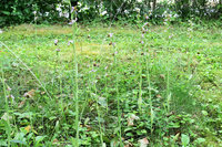 5-Opha_0604.jpg (934.35 KiB) 133962-mal betrachtet 5-Opha_0604.jpg