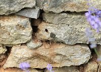 7-Bombusa_0587.jpg (158.43 KiB) 132207-mal betrachtet 7-Bombusa_0587.jpg