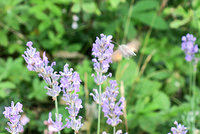 8-Taubenschwa_0580.jpg (116.09 KiB) 133217-mal betrachtet 8-Taubenschwa_0580.jpg