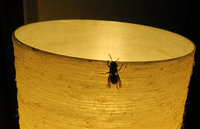 1-Vespa_0734.jpg (740.16 KiB) 110039-mal betrachtet 1-Vespa_0734.jpg