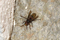 3-Vespa_0738.jpg (973.54 KiB) 110444-mal betrachtet 3-Vespa_0738.jpg