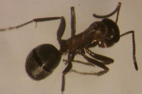 IMG_0041 Ameisenportal.JPG (384.67 KiB) 181209-mal betrachtet IMG_0041 Ameisenportal.JPG